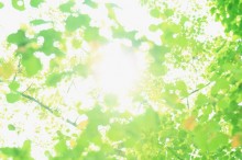 緑
