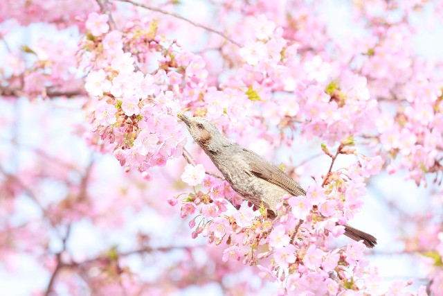 桜